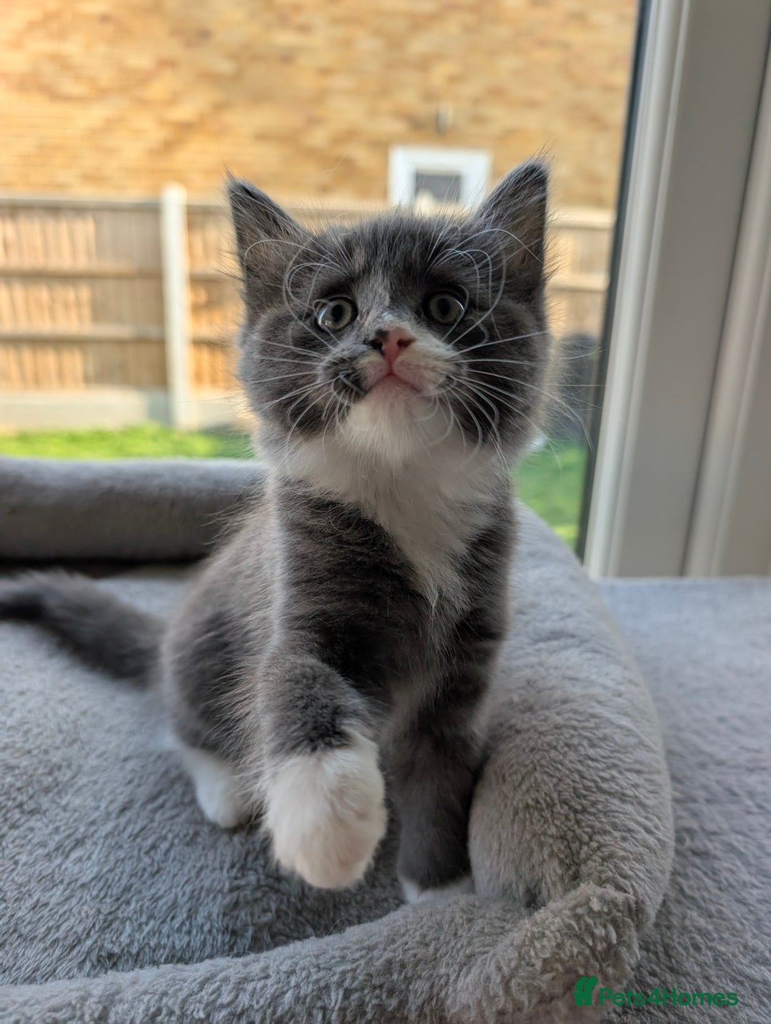 Domestic Shorthair cats for sale: Super stunning kittens - Image 10