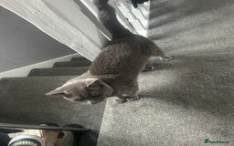 British Shorthair cats for sale: Male British shorthair  - Image 5