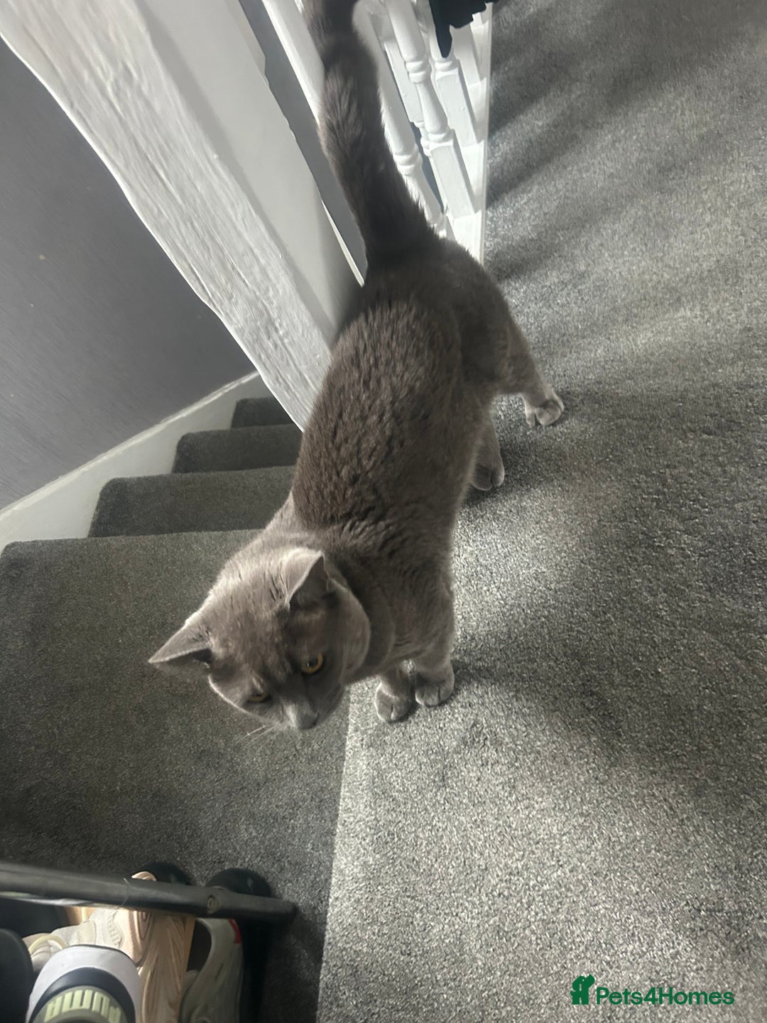 British Shorthair cats for sale: Male British shorthair  - Image 5