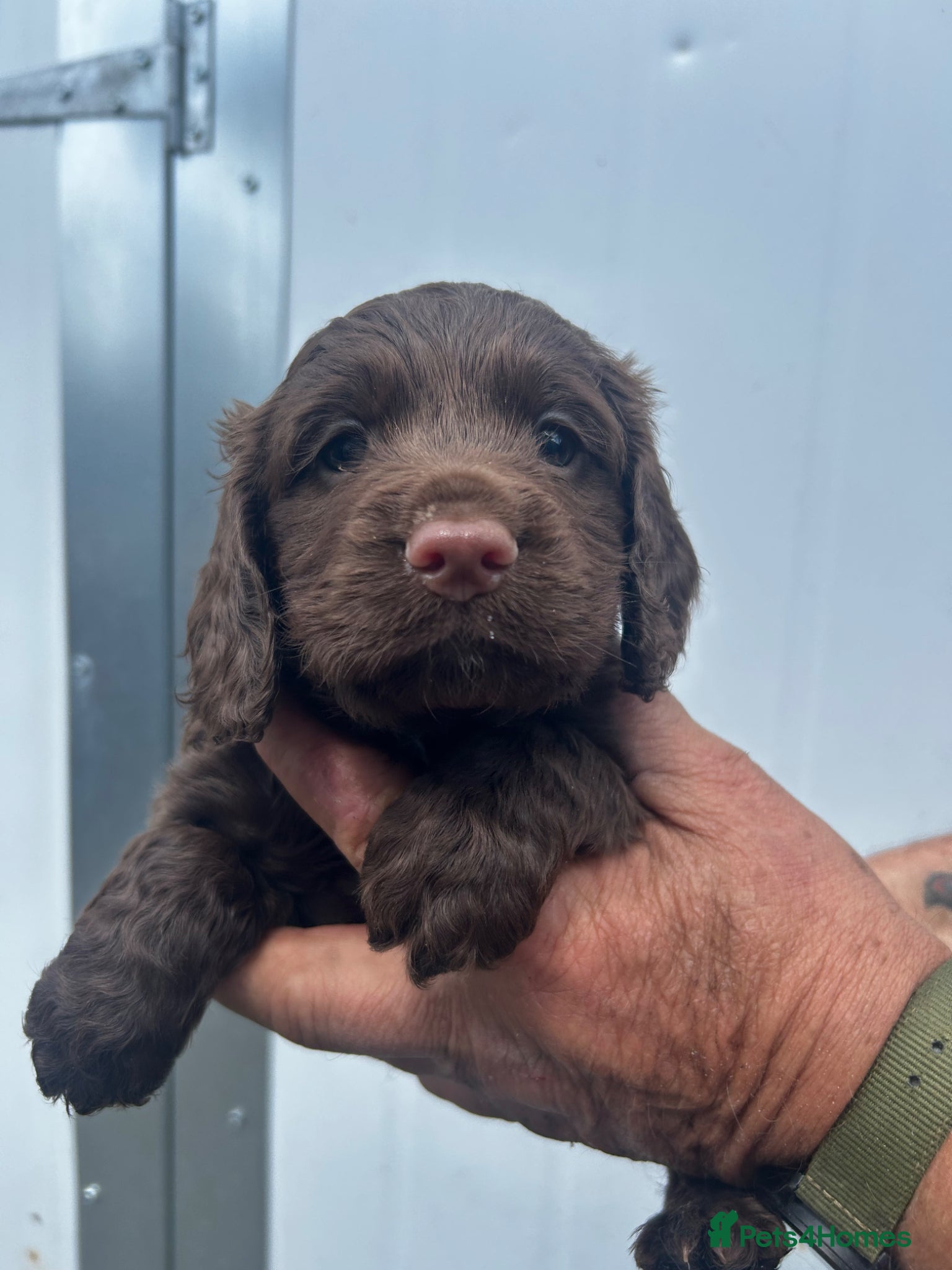 Cocker Spaniel dogs K/c Working cocker spaniels  - Advert 1