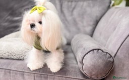 Maltese dogs for sale: ✨💫Tiny Exquisite Bambelina Maltese 💫✨ - Image 12