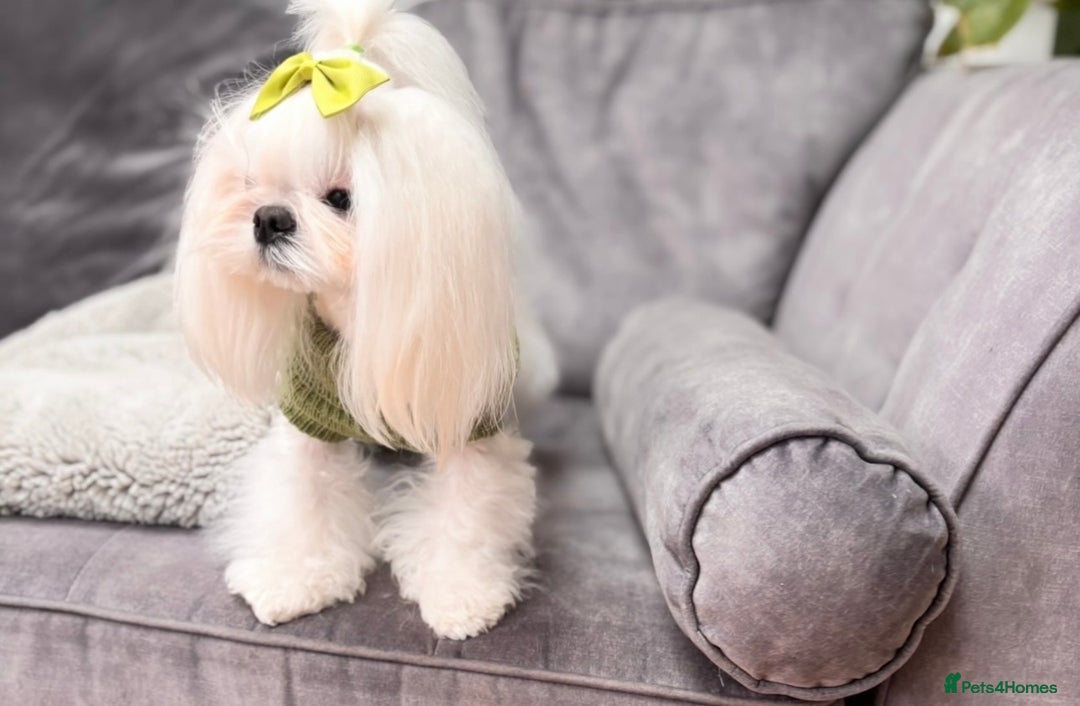 Maltese dogs for sale: ✨💫Tiny Exquisite Bambelina Maltese 💫✨ - Image 12