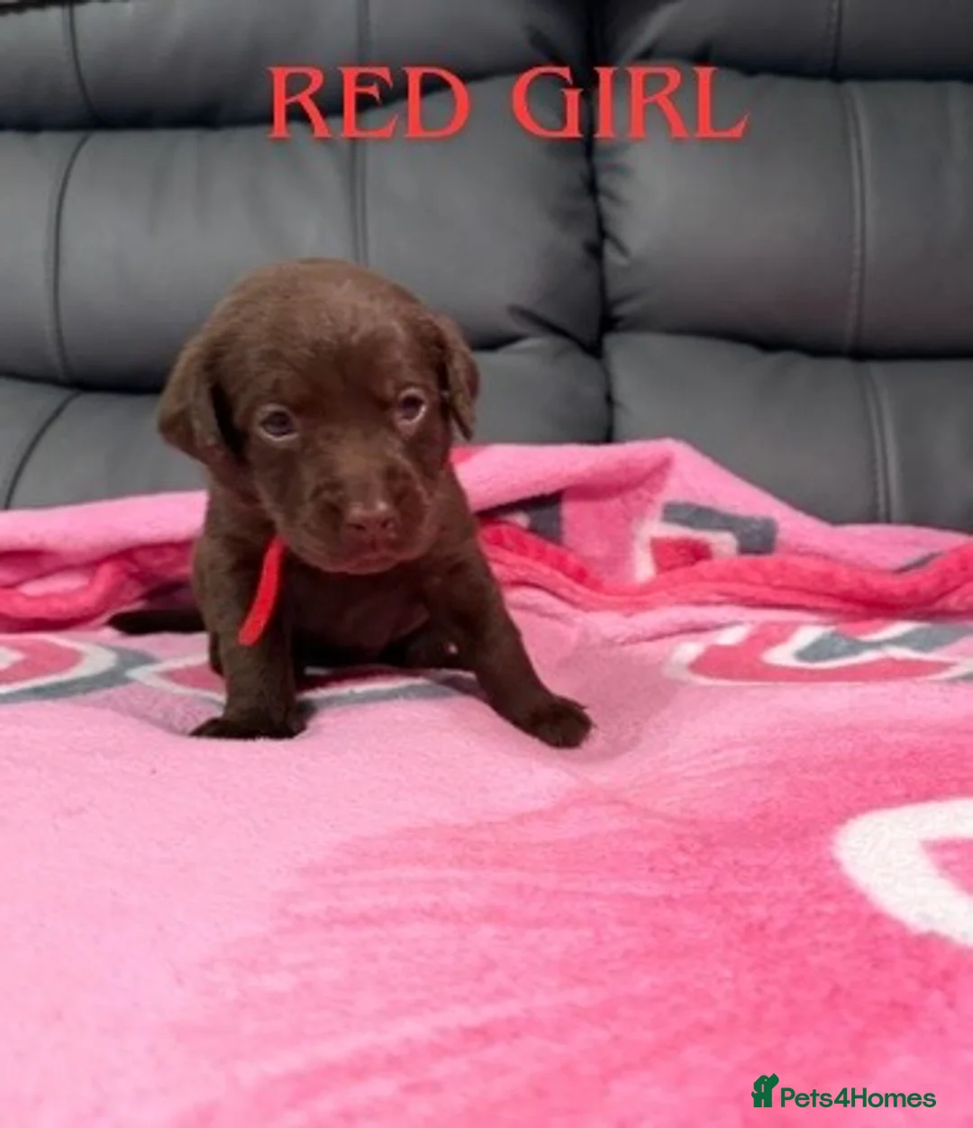 Labrador Retriever dogs for sale: STUNNING CHOCOLATE LABRADOR PUPPIES!!!! - Advert 21