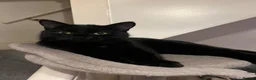 Maine Coon cats for sale: Maine coon (half) kittens  - Advert 4