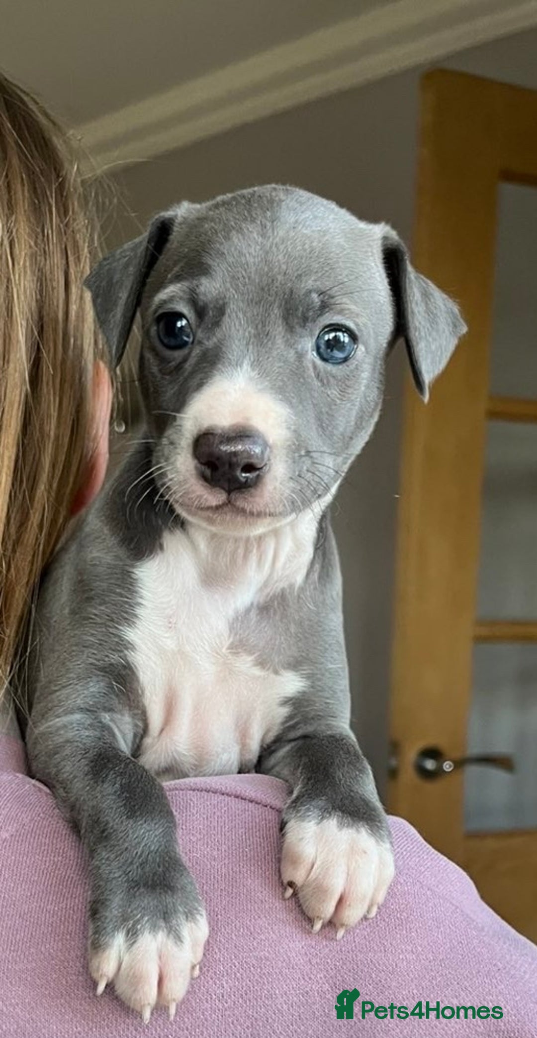 Italian Greyhound dogs for sale: 🐾kc registered Italian greyhound puppies 🐾 - Image 36