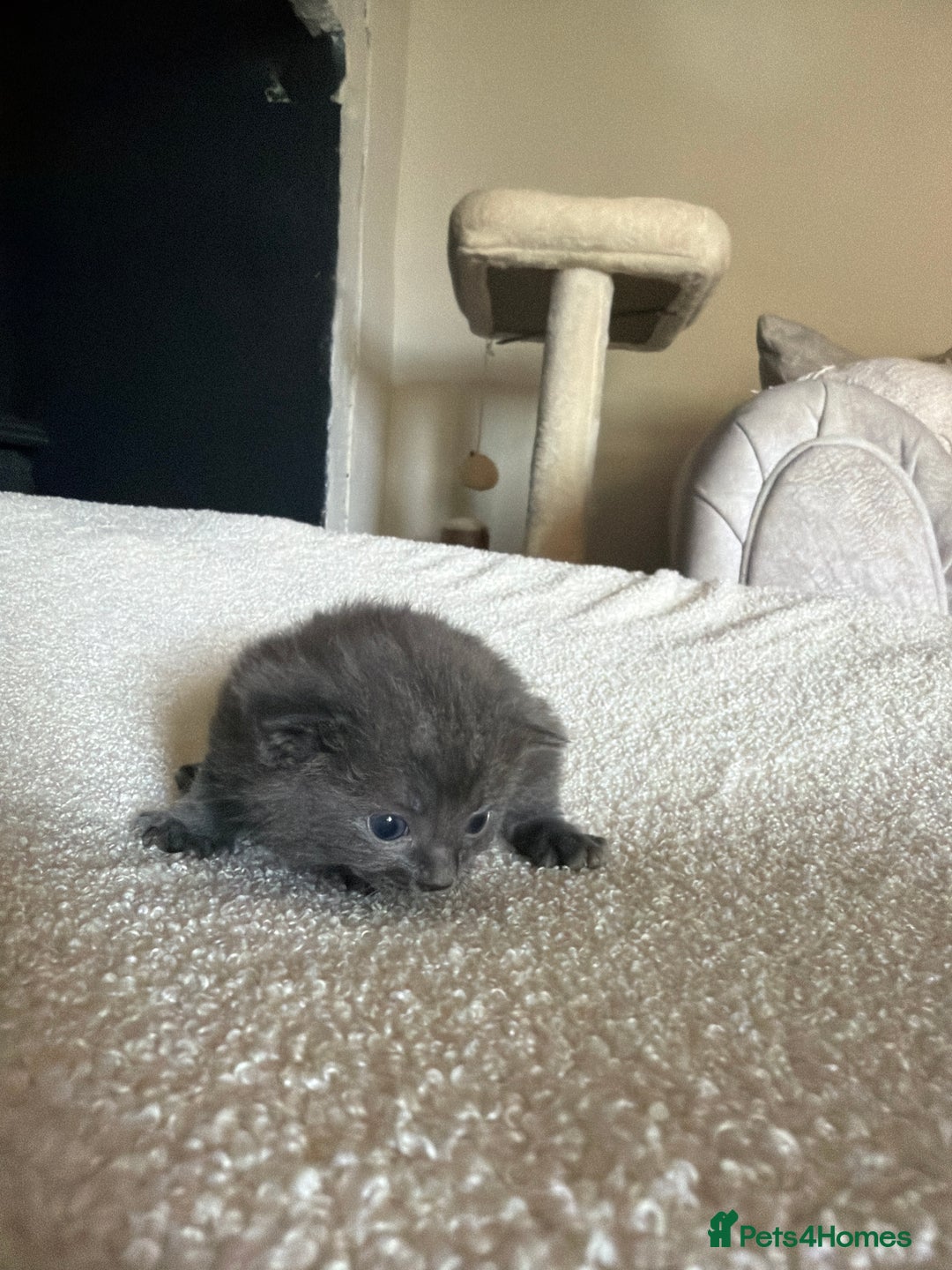 Ragdoll cats for sale: Half Ragdoll Kittens - Image 13