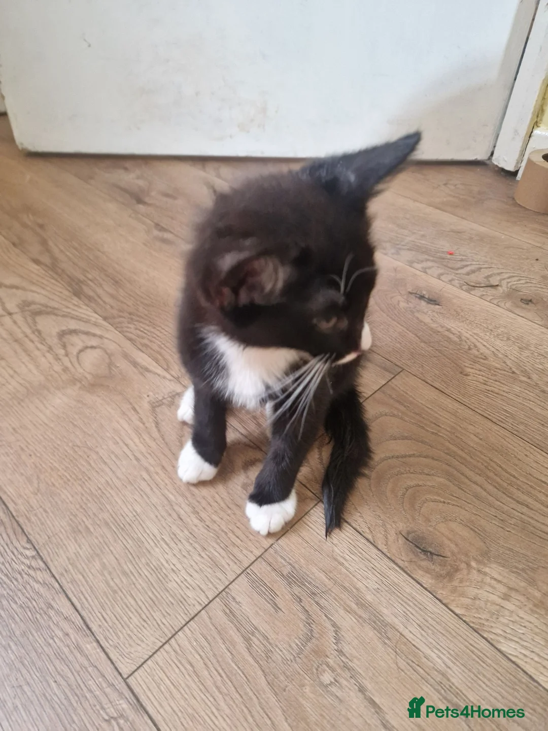 Mixed Breed cats for sale: 2 male kittens for sale - Advert 2