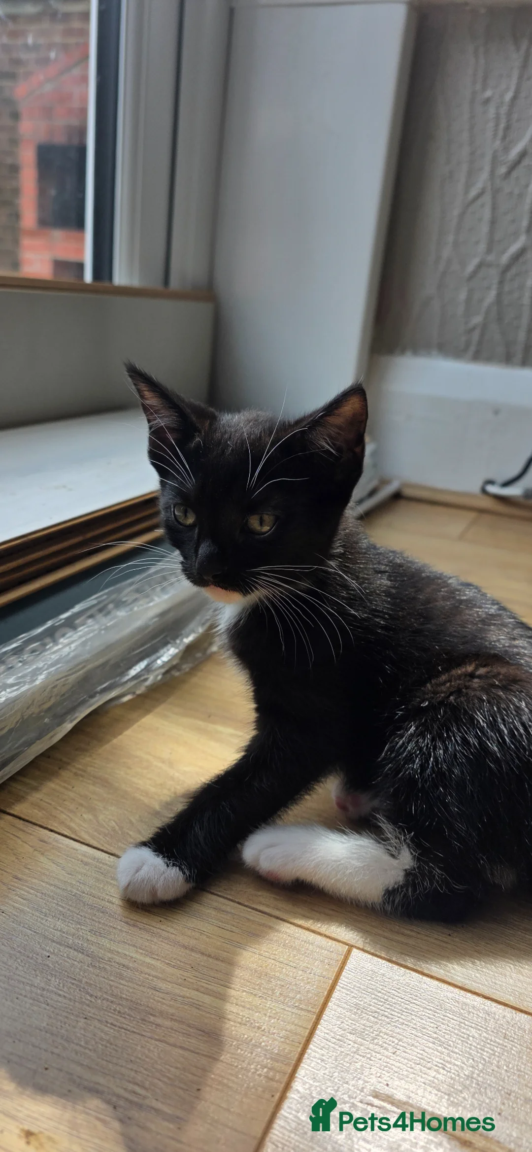 Domestic Shorthair cats for sale: Two girls looking for a new home  - Advert 2