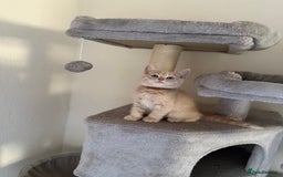 British Shorthair cats for sale: Mix British shorthair kittens for sale  - Image 4