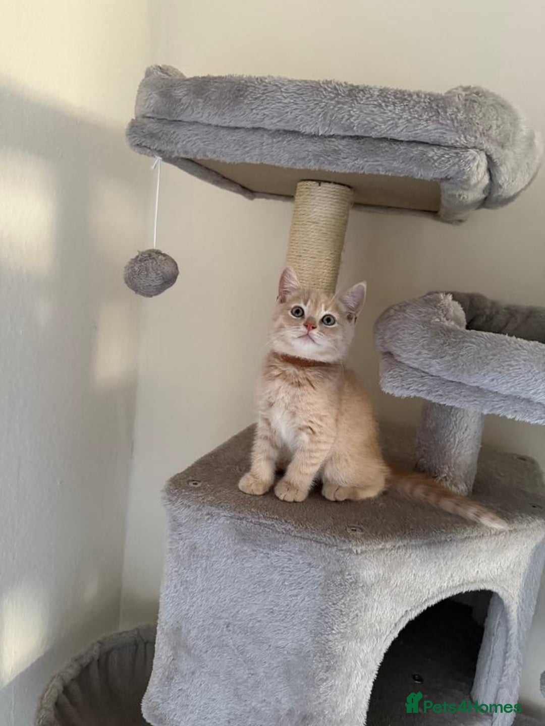 British Shorthair cats for sale: Mix British shorthair kittens for sale  - Image 4