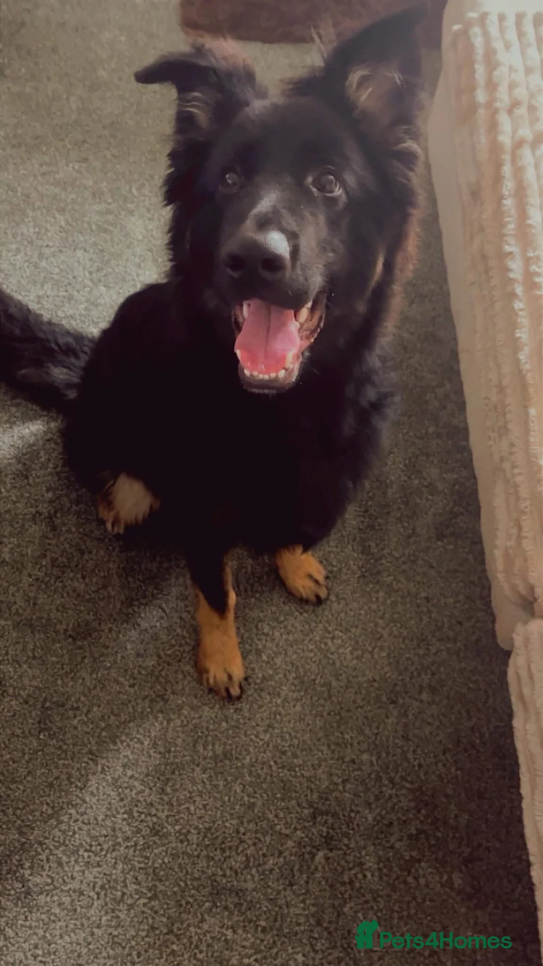 German Shepherd dogs for sale: 9 month old male German shepherd  - Advert 3