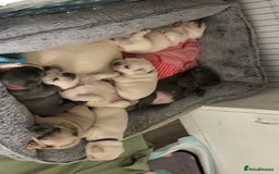 French Bulldog dogs for sale: French bulldog puppies in Manchester - Image 19
