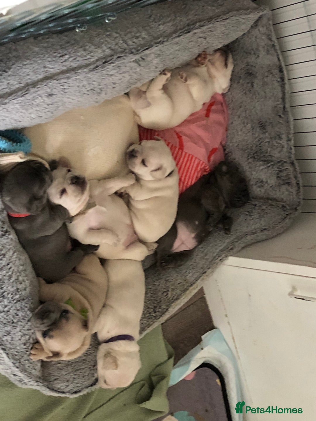 French Bulldog dogs for sale: French bulldog puppies in Manchester - Image 19