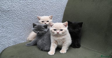 British Shorthair cats 🏡 Pedigree British Shorthair Kittens  🐾 - Advert 2