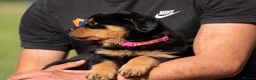 Rottweiler dogs for sale: KC registered Rottweiler Puppies - Advert 5