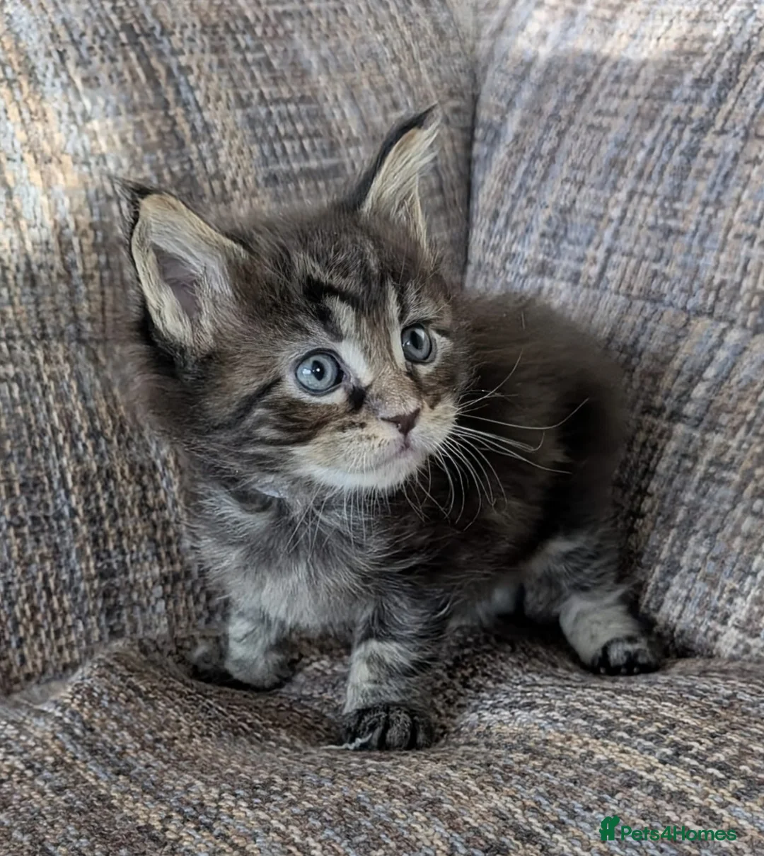 Maine Coon cats for sale: Chunky Maine Coons  - Advert 2