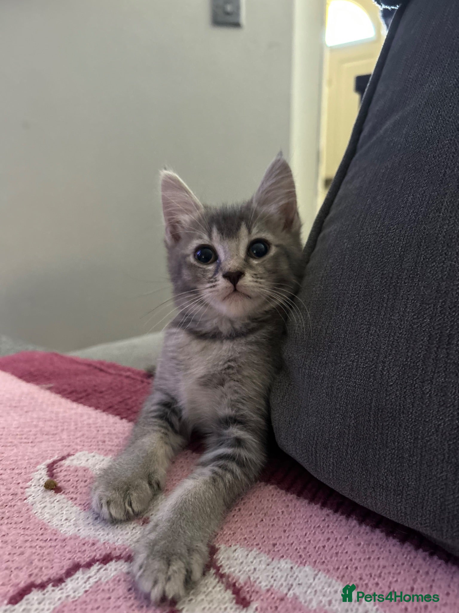 Mixed Breed cats 🚨4 Stunning Babies Ready To Leave🚨 - Advert 1