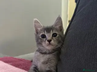 Mixed Breed cats 🚨4 Stunning Babies Ready To Leave🚨 - Advert 2