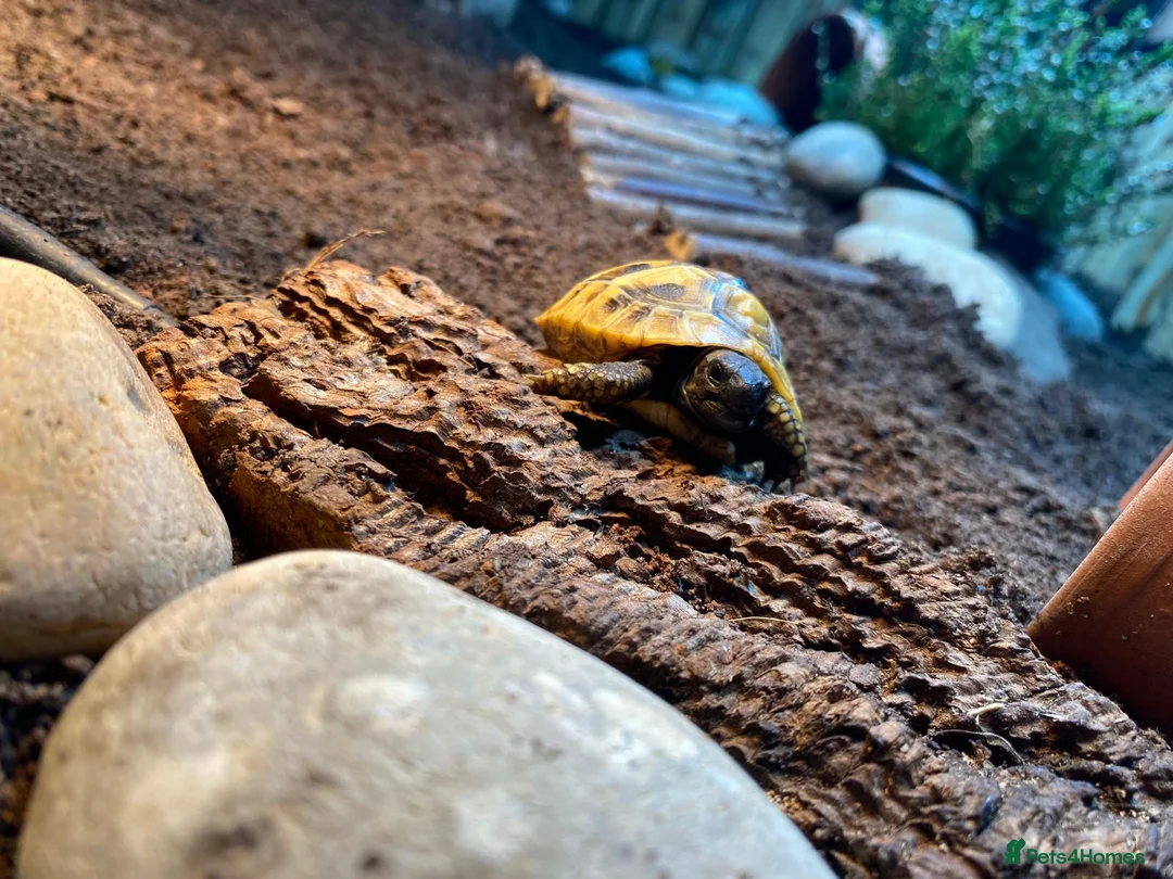 Hermann Tortoise reptiles for sale: Hermann Tortoises  - Advert 8