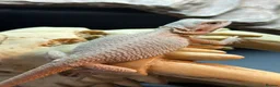 Bearded Dragon reptiles for sale: Baby bearded dragons hypos mixed  - Advert 7