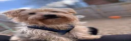 Mixed Breed dogs for sale: English Bulldog × Yorkshire Terrier Puppies in Newcastle upon Tyne - Advert 17