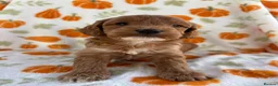 Cockapoo dogs for sale: Beautiful cockapoo puppys - Advert 4
