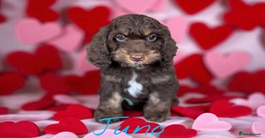 Cockapoo dogs - Advert 3
