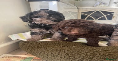 Miniature Poodle dogs - Advert 4