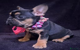 French Bulldog dogs for sale: French Bulldogs Ready to Leave  - Image 9