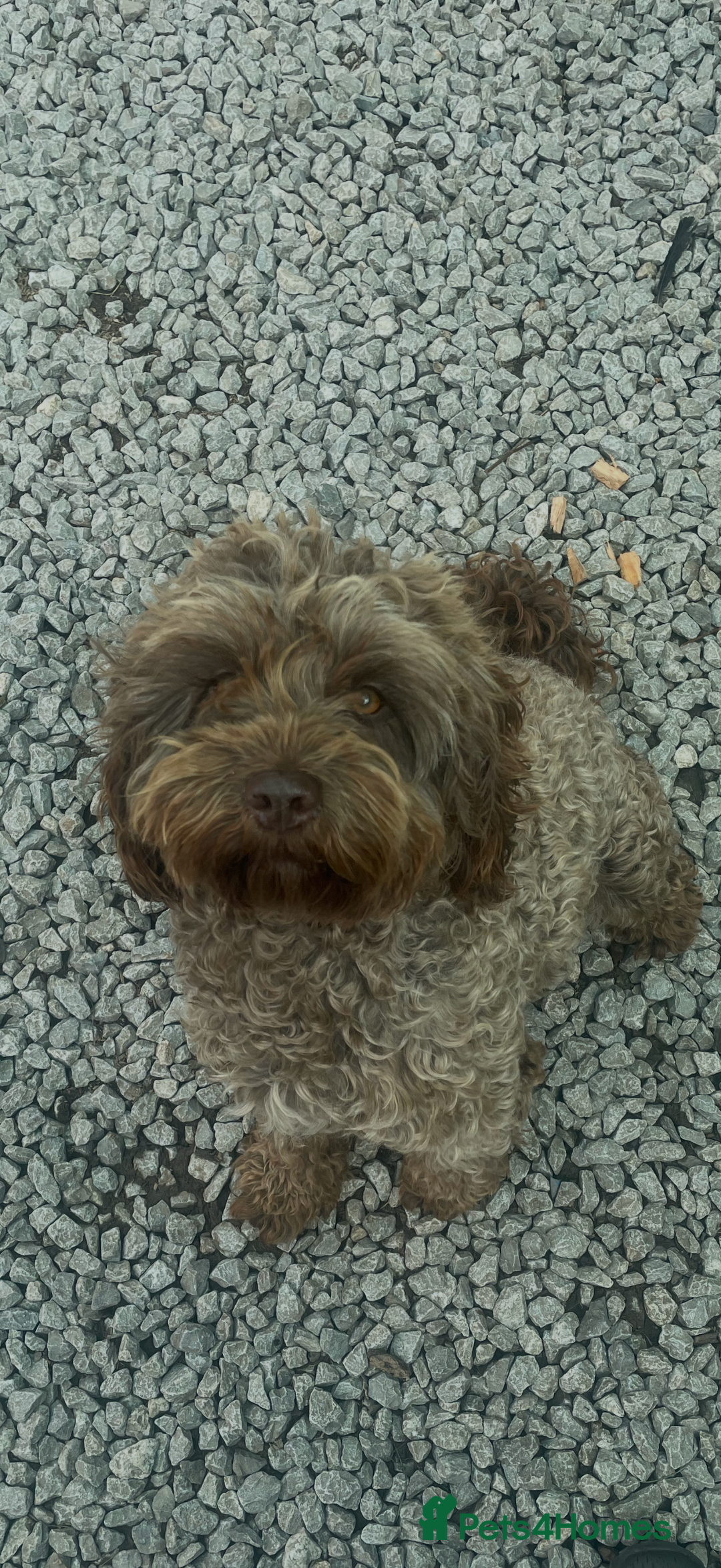 Cockapoo dogs for sale: 8 beautiful miniature cockapoo puppies - Advert 9