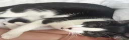 Mixed Breed cats for sale: Adorable Tuxedo Boy Cat in London - Advert 5
