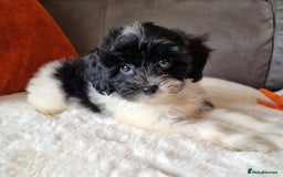 Cockapoo dogs for sale: Best Friend Sofa Companions 🥰 Fully vaccinated  - Image 7