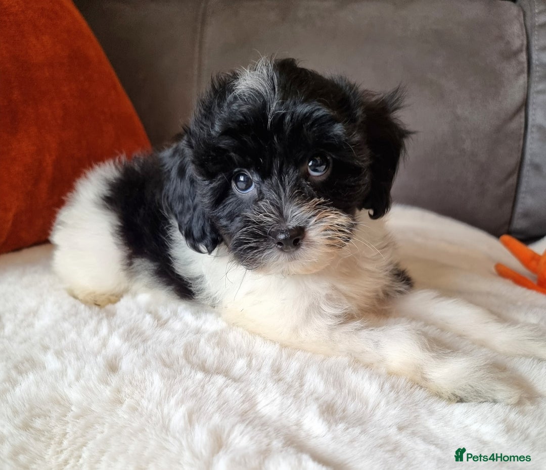 Cockapoo dogs for sale: Best Friend Sofa Companions 🥰 Fully vaccinated  - Image 7
