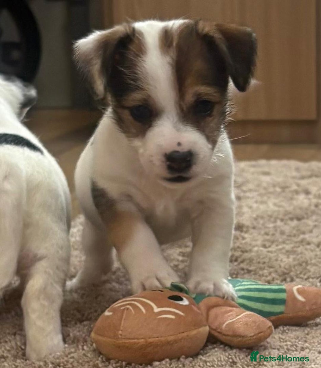 Jack Russell dogs for sale: Gorgeous short-legged Jack Russell Puppies! - Advert 13