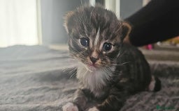 Mixed Breed cats for sale: Kittens - Image 5