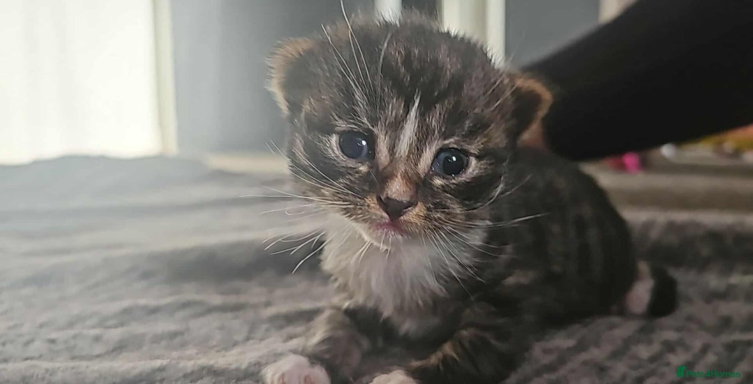 Mixed Breed cats for sale: Kittens - Image 5