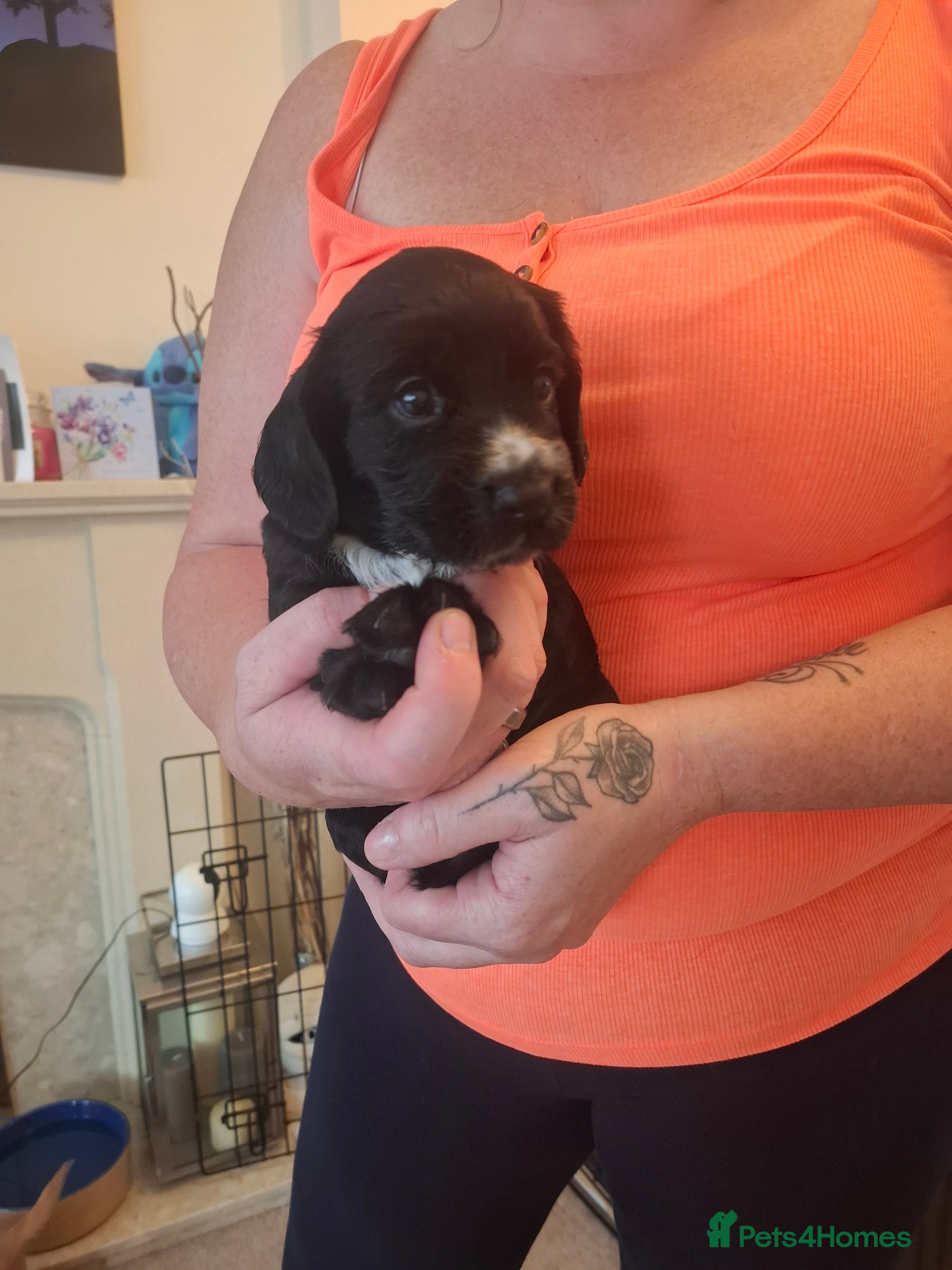 Cocker Spaniel dogs Cocker Spaniel Pups For Sale - Advert 1