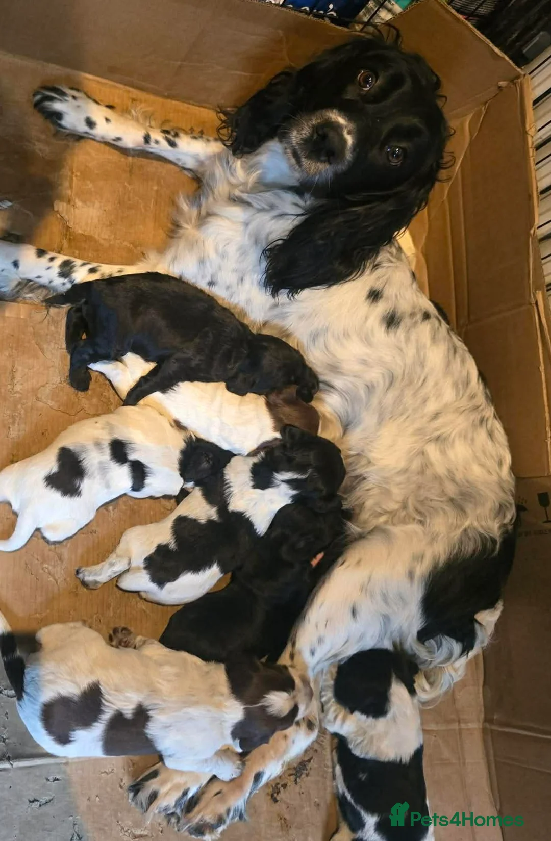 Sprocker dogs for sale: 3 boy sprockers in Manchester - Advert 3