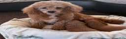Cavapoo dogs for sale: F1 Toy Cavapoo Puppy’s! - Advert 1