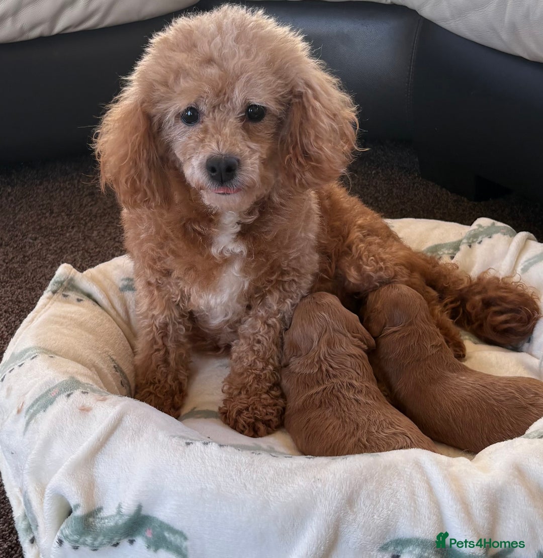 Cavapoo dogs for sale: F1 Toy Cavapoo Puppy’s! - Advert 1