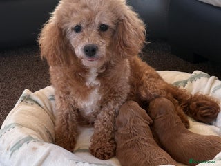 Cavapoo dogs F1 Toy Cavapoo Puppy’s! - Advert 1