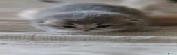 Scottish Fold cats for sale: Scottish fold - Advert 17