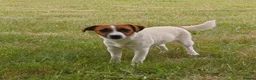 Jack Russell dogs for adoption: FIONA – Young Jack Russell Terrier - Advert 8