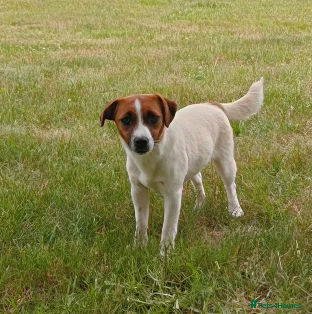 Jack Russell dogs for adoption: FIONA – Young Jack Russell Terrier - Advert 8