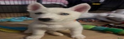 Siberian Husky dogs for sale: White husky puppies  - Advert 8