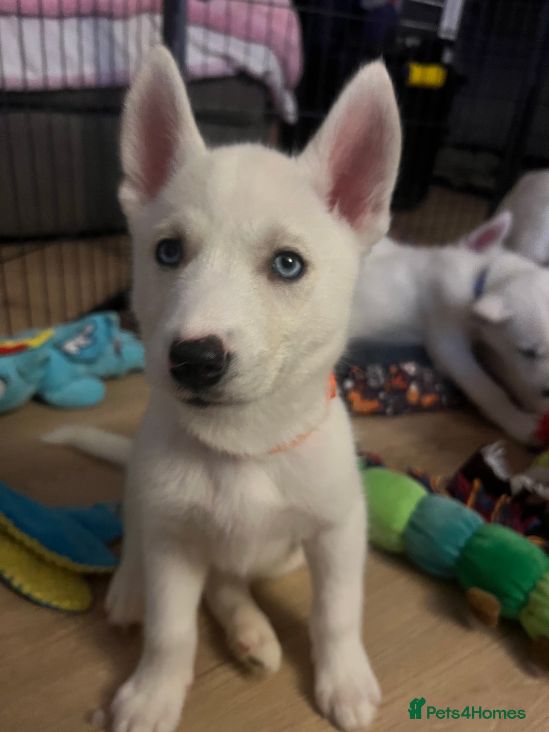 Siberian Husky dogs for sale: White husky puppies  - Advert 8