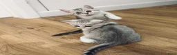 British Shorthair cats for sale: British shorthair kittens - Advert 11