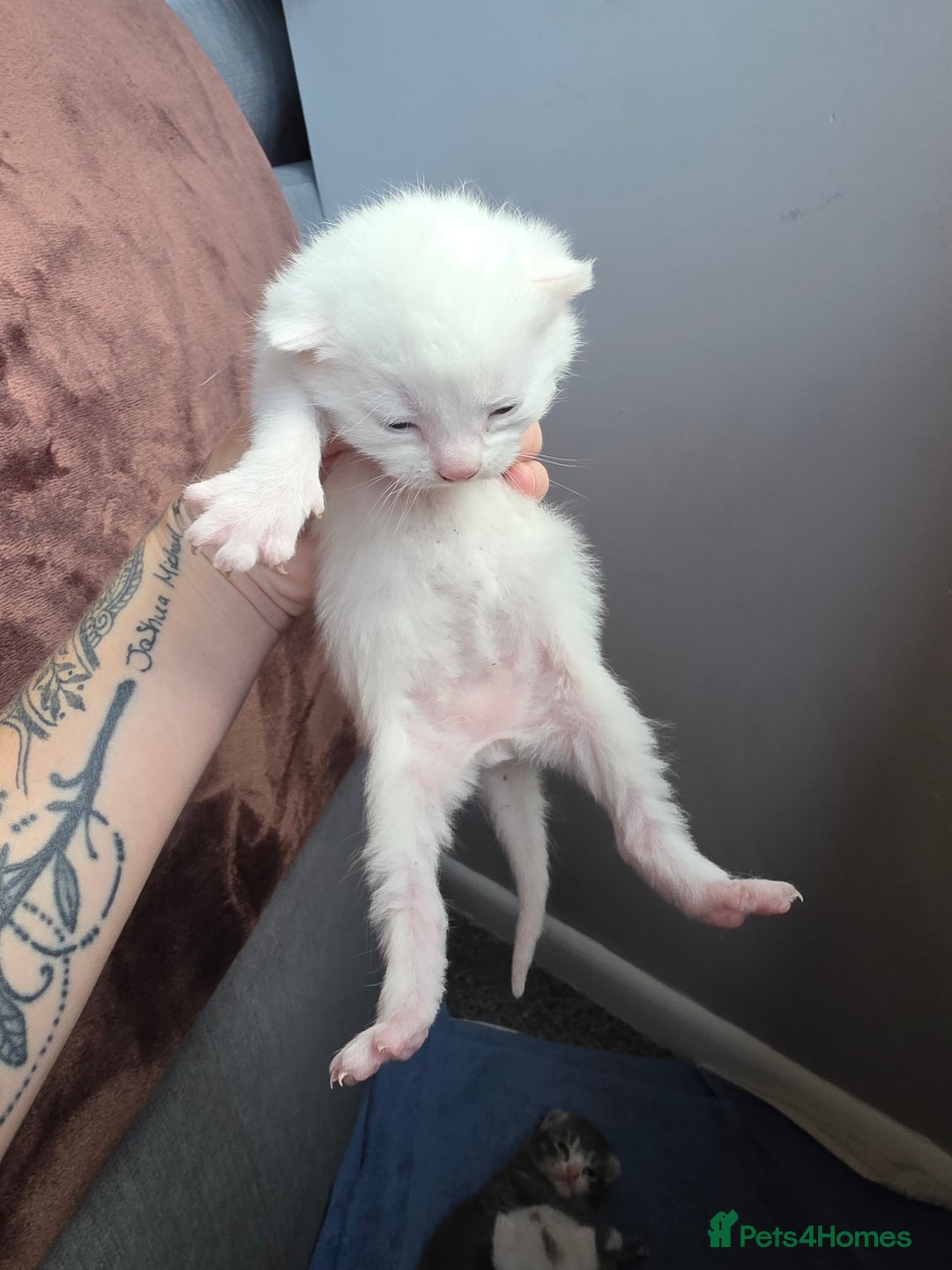 Turkish Angora cats for sale: Turkish angora kittens - Image 6