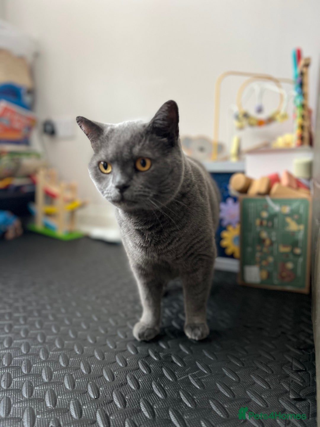 British Shorthair cats for sale: British Shorthair & DSH - Bonded House Cats - Image 10