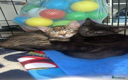 Siberian cats for sale: Siberian x Chartreux - Image 6